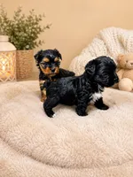 Rare KB black female, a female Yorkshire Terrier for sale in Gainesville, TX – 3 of 3