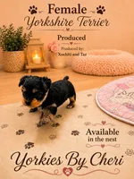 Tiny Traditional Female, a female Yorkshire Terrier for sale in Gainesville, TX – 3 of 3