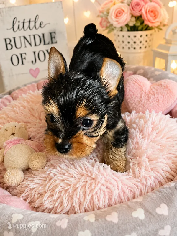 Tiny Traditional Female – Yorkshire Terrier puppy for sale in Gainesville, TX