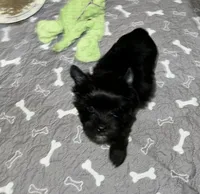 KB black, a male Yorkshire Terrier for sale in Gainesville, TX – 2 of 4
