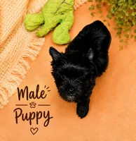 KB black, a male Yorkshire Terrier for sale in Gainesville, TX – 4 of 4