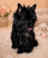 KB black male, a male Yorkshire Terrier for sale in Gainesville, TX – 2 of 5