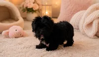 Thunder, a male Yorkshire Terrier for sale in Gainesville, TX – 4 of 5