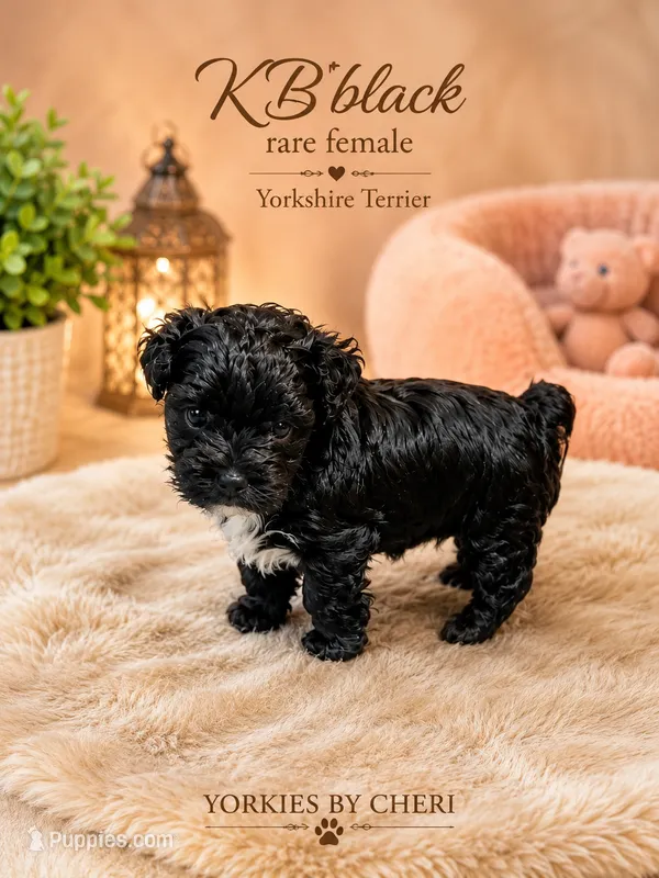 Rare KB black female – Yorkshire Terrier puppy for sale in Gainesville, TX