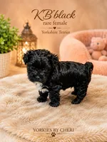 Rare KB black female, a female Yorkshire Terrier for sale in Gainesville, TX – 1 of 3