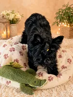 KB black male, a male Yorkshire Terrier for sale in Gainesville, TX – 5 of 5