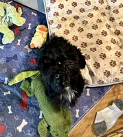 KB black AKC male, a male Yorkshire Terrier for sale in Gainesville, TX – 3 of 3