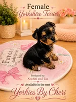 Tiny Traditional Female, a female Yorkshire Terrier for sale in Gainesville, TX – 2 of 3