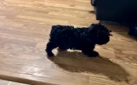 Thunder, a male Yorkshire Terrier for sale in Gainesville, TX – 2 of 5