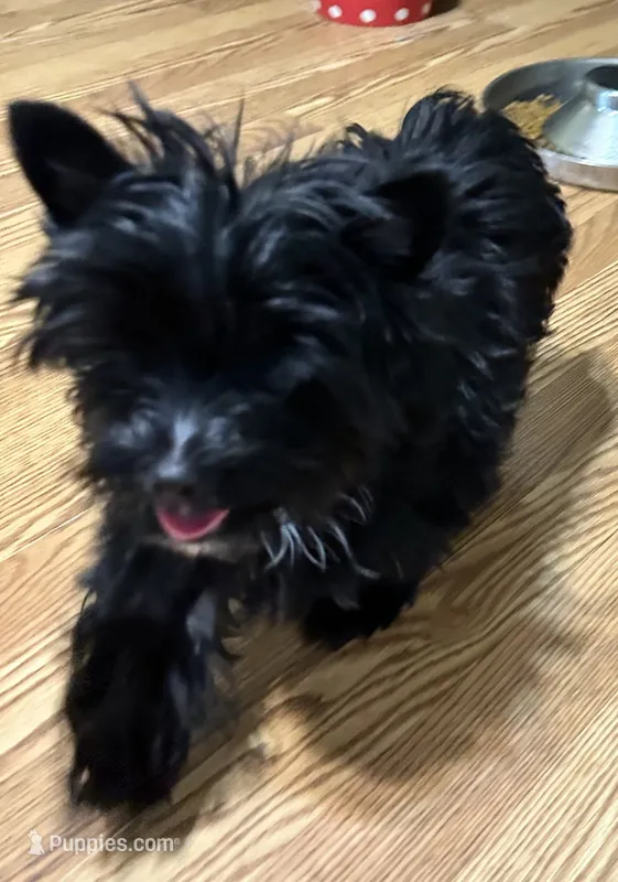 KB black AKC male – Yorkshire Terrier puppy for sale in Gainesville, TX
