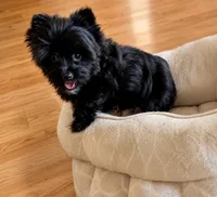Thunder, a male Yorkshire Terrier for sale in Gainesville, TX – 5 of 5