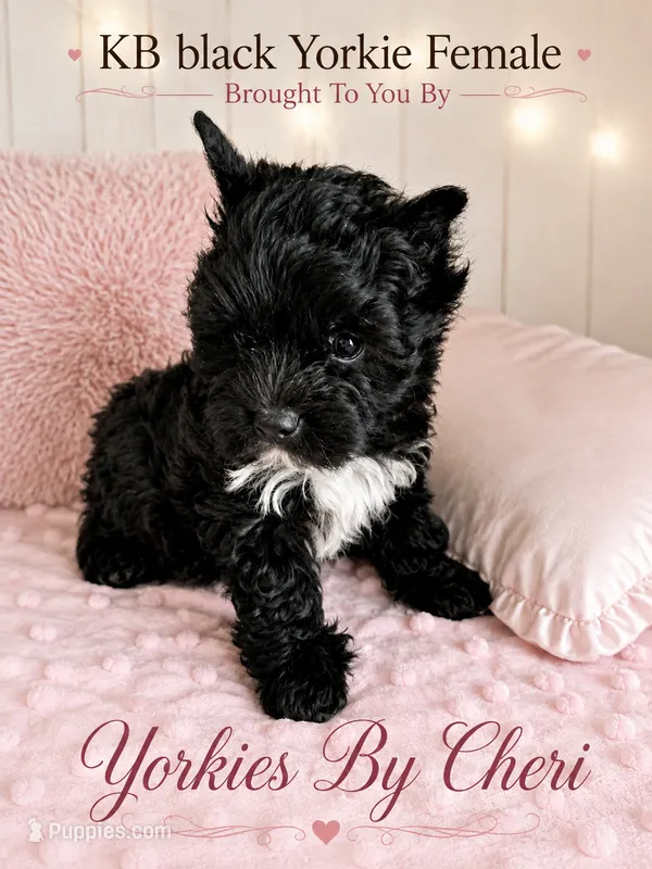 Rare KB Black female – Yorkshire Terrier puppy for sale in Gainesville, TX