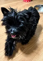 KB black male, a male Yorkshire Terrier for sale in Gainesville, TX – 3 of 5