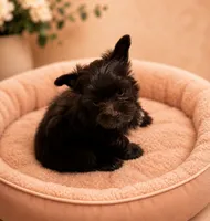 KB chocolate , a female Yorkshire Terrier for sale in Gainesville, TX – 2 of 5