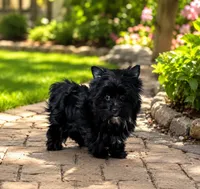 Thunder, a male Yorkshire Terrier for sale in Gainesville, TX – 1 of 3