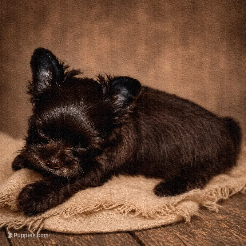 KB chocolate  – Yorkshire Terrier puppy for sale in Gainesville, TX