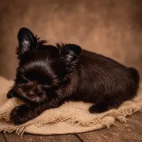 KB chocolate , a female Yorkshire Terrier for sale in Gainesville, TX – 1 of 5