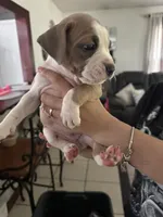 Sharky , a female American Bulldog and Cane Corso for sale in Harvey, IL – 4 of 6