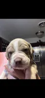 Sharky , a female American Bulldog and Cane Corso for sale in Harvey, IL – 6 of 6