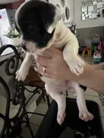 Sharky , a female American Bulldog and Cane Corso for sale in Harvey, IL – 5 of 6