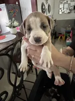 Sharky , a female American Bulldog and Cane Corso for sale in Harvey, IL – 2 of 6