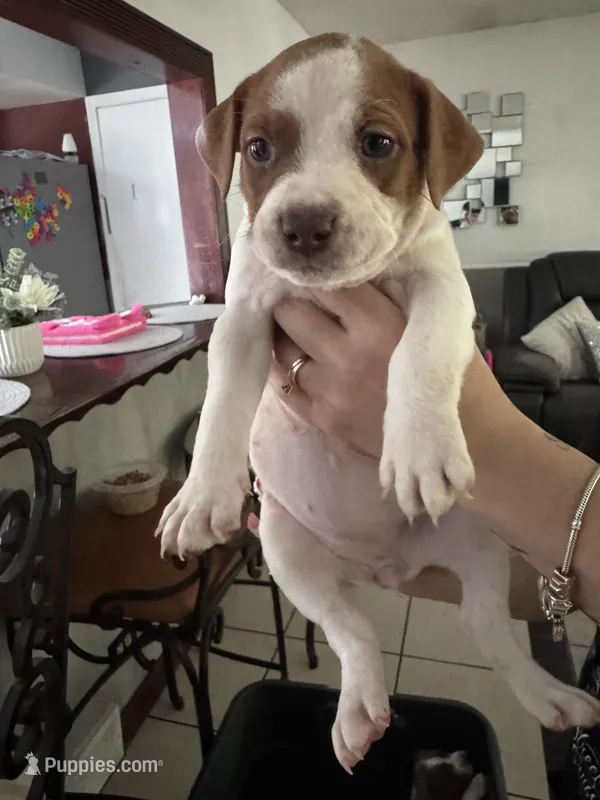 Sharky  – American Bulldog, Cane Corso puppy for sale in Harvey, IL