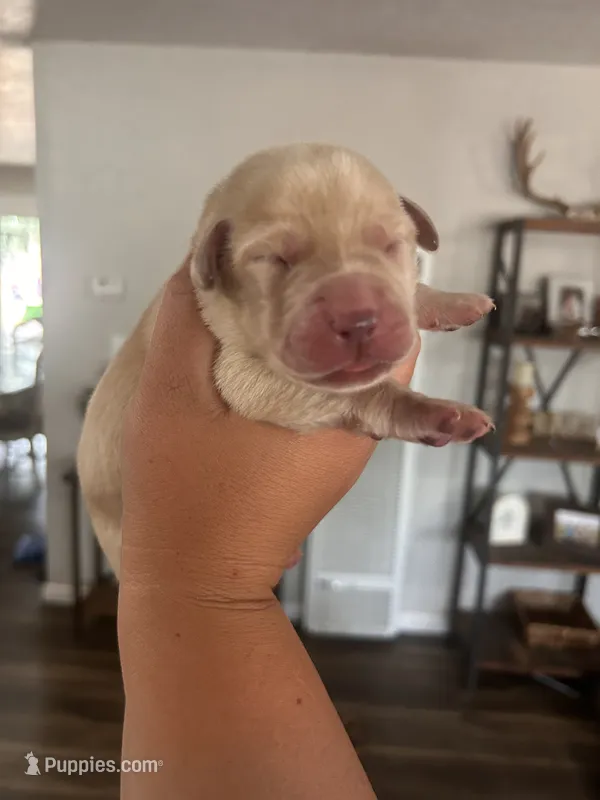 Yellow male  – Labrador Retriever puppy for sale in Cassel, CA