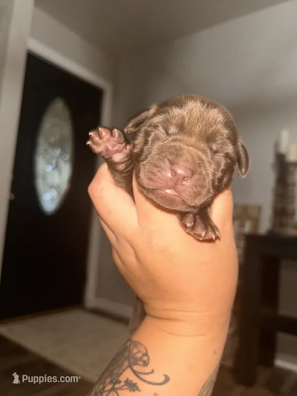Chocolate female  – Labrador Retriever puppy for sale in Cassel, CA