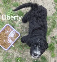 Liberty, a female Bernedoodle for sale in Marion, IN – 2 of 3