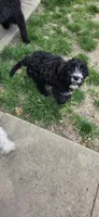 Liberty, a female Bernedoodle for sale in Marion, IN – 3 of 3