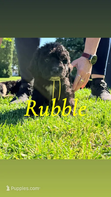 Rubble – Bernedoodle puppy for sale in Marion, IN
