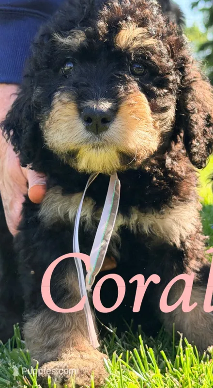 Coral – Bernedoodle puppy for sale in Marion, IN