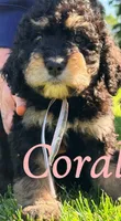 Coral, a female Bernedoodle for sale in Marion, IN – 1 of 1