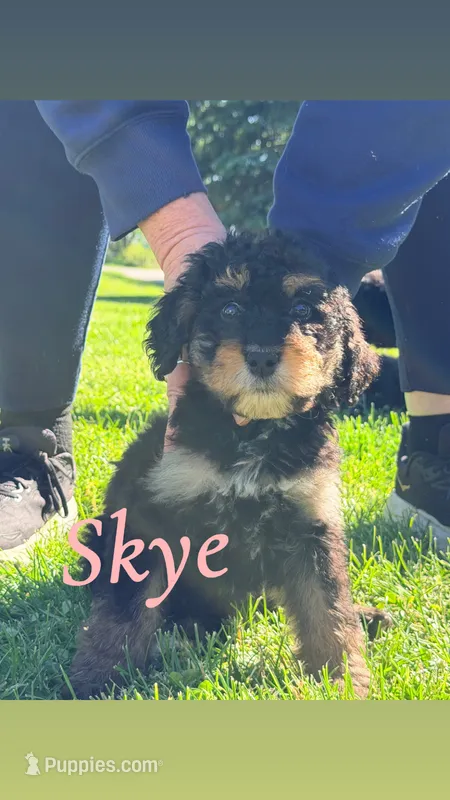 Skye – Bernedoodle puppy for sale in Marion, IN