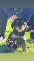 Skye, a female Bernedoodle for sale in Marion, IN – 1 of 1