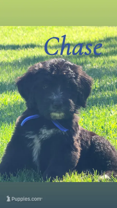 Chase – Bernedoodle puppy for sale in Marion, IN