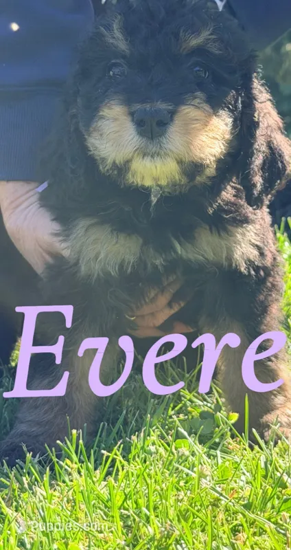 Everest – Bernedoodle puppy for sale in Marion, IN