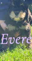Everest, a female Bernedoodle for sale in Marion, IN – 1 of 1