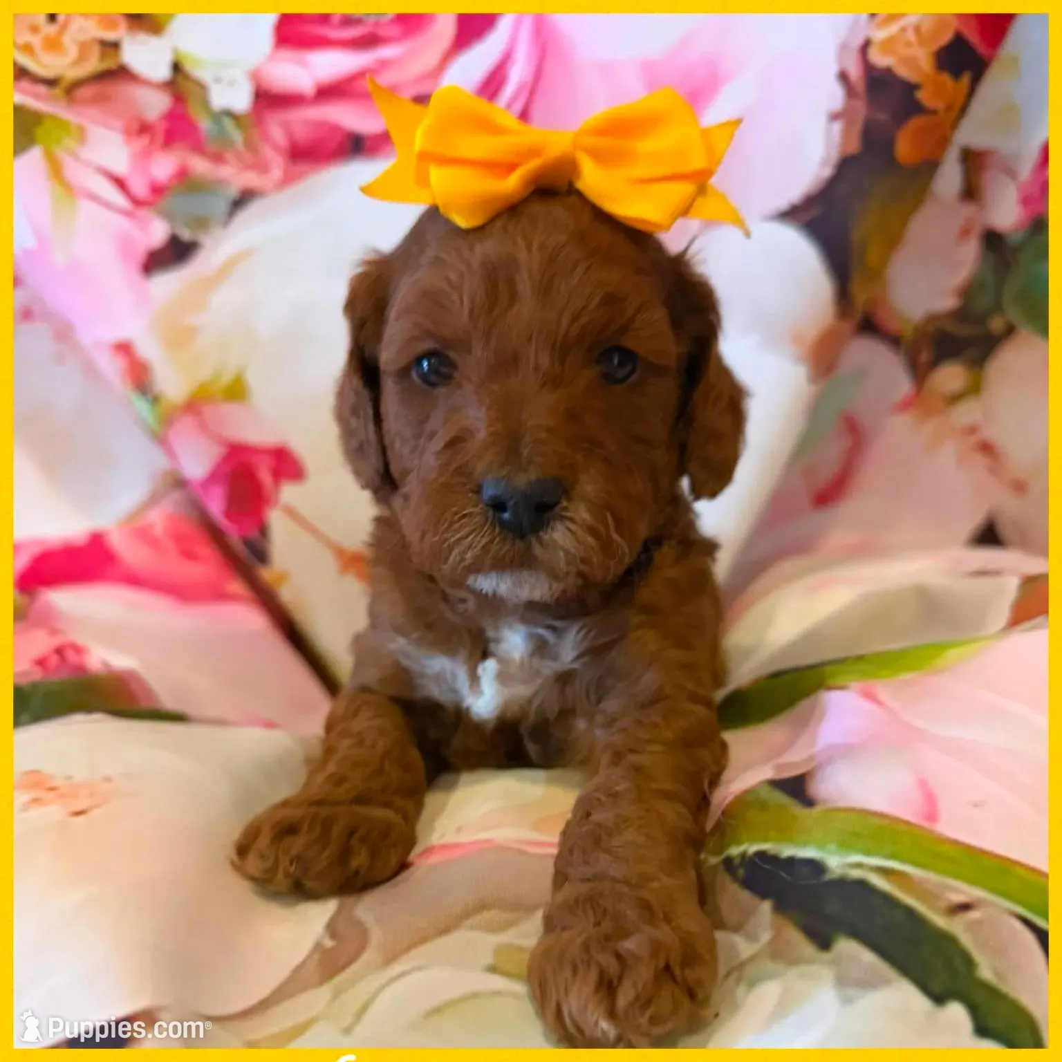 Gold Female , a female Goldendoodle for sale in Hilbert, WI – Photo 2 of 7