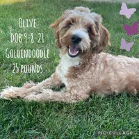 Gold Female , a female Goldendoodle for sale in Hilbert, WI – Photo 6 of 7