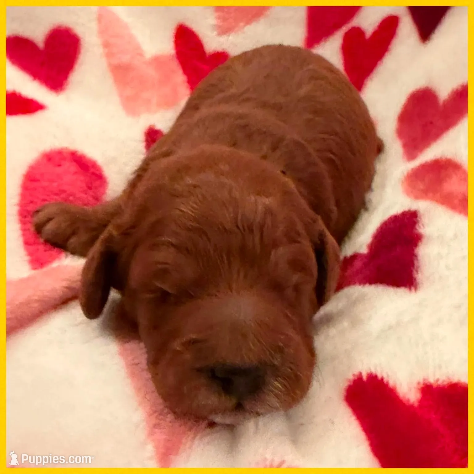 Gold Female , a female Goldendoodle for sale in Hilbert, WI – Photo 5 of 7