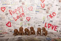 Red Male, a male Goldendoodle for sale in Hilbert, WI – Photo 3 of 8