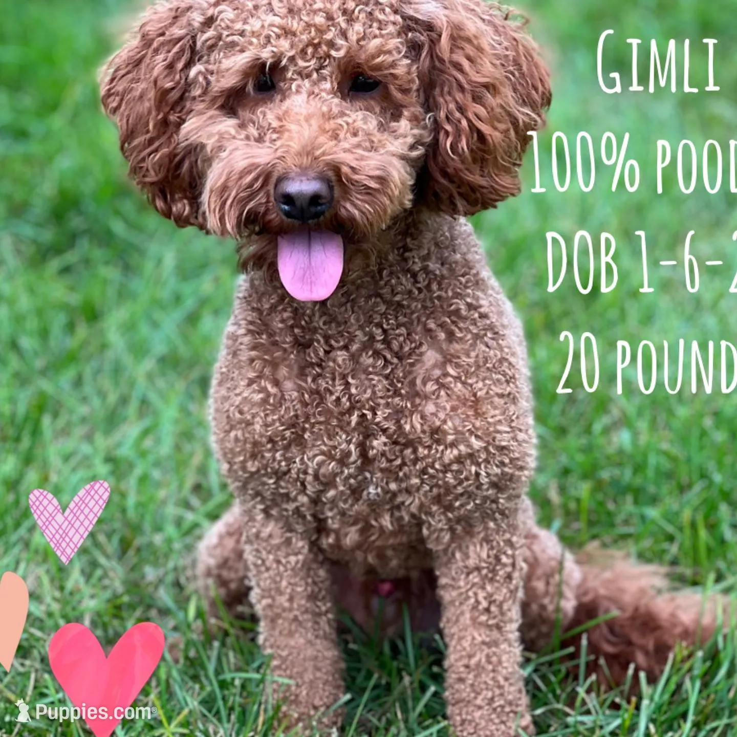 Red Male, a male Goldendoodle for sale in Hilbert, WI – Photo 8 of 8