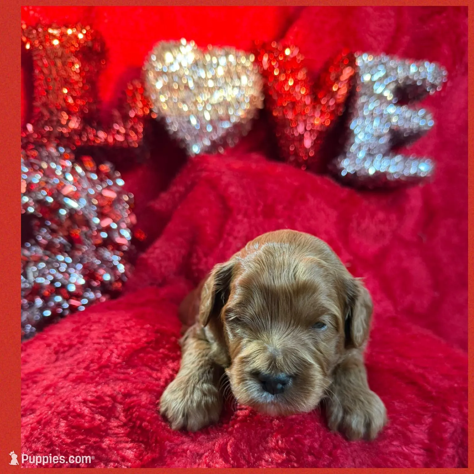 Red Male, a male Goldendoodle for sale in Hilbert, WI – Photo 4 of 8