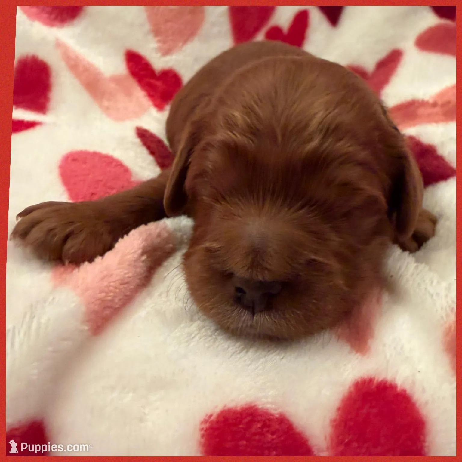 Red Male, a male Goldendoodle for sale in Hilbert, WI – Photo 5 of 8