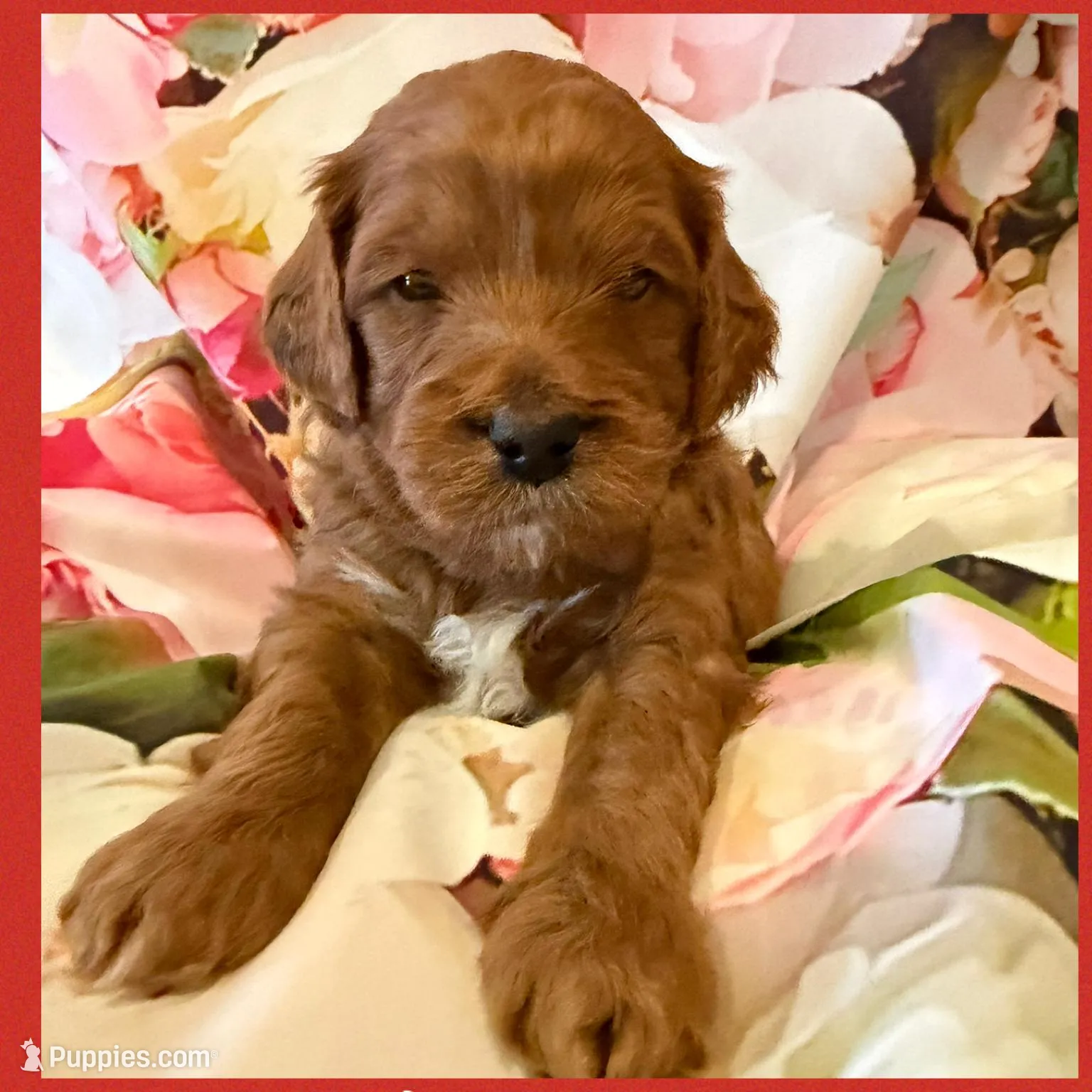 Red Male, a male Goldendoodle for sale in Hilbert, WI – Photo 2 of 8
