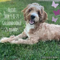 Pink Female , a female Goldendoodle for sale in Hilbert, WI – Photo 7 of 8