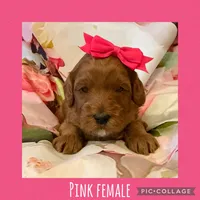 Pink Female , a female Goldendoodle for sale in Hilbert, WI – Photo 2 of 8