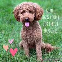 Pink Female , a female Goldendoodle for sale in Hilbert, WI – Photo 8 of 8