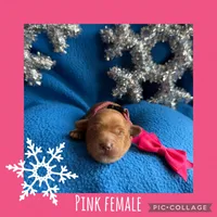 Pink Female , a female Goldendoodle for sale in Hilbert, WI – Photo 6 of 8